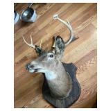 TAXIDERMY DEER SHOULDER MOUNT, ANTLERS, WOODEN