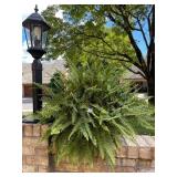 TWO HANGING BOSTON FERN BASKETS, LUSH GREEN