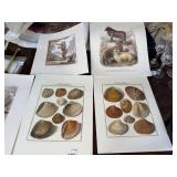 NATURAL HISTORY PRINTS, SHELL AND SHEEP