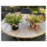 SCHLUMBERGERA HOLIDAY CACTUS, POTTED, FLOWERING