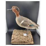 TAXIDERMY GREEN WINGED TEAL DUCK ON WOOD