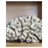 Large piece of coral