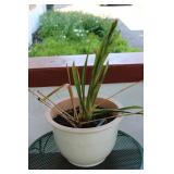 Cymbidium Orchid Potted Plant