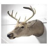 8 POINT BUCK HEAD MOUNT