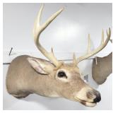 8 POINT BUCK HEAD MOUNT