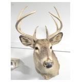 9 POINT BUCK HEAD MOUNT
