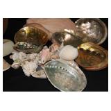 SEASHELL VARIETY