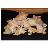 SELECTION OF SEASHELLS