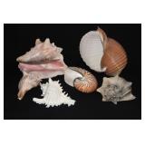 SELECTION OF SEASHELLS