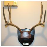 7 Point Taxidermy Deer Antler Rack