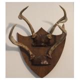 (2) 4 Point Taxidermy Deer Antler Racks