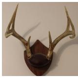 8 Point Taxidermy Deer Antler Rack