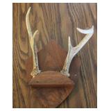 4 Point Taxidermy Deer Antler Rack