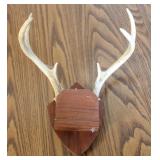 6 Point Taxidermy Deer Antler Rack