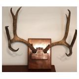 8 Point Taxidermy Deer Antler Rack