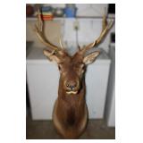 9 Point Taxidermy Elk Shoulder Mount