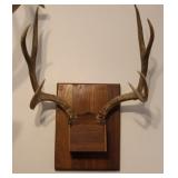 7 Point Taxidermy Deer Antler Rack
