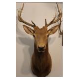 10 Point Shoulder Mount Red Deer Stag