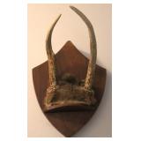 2 Point Taxidermy Deer Antler Rack w/ Skull Plate