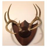 8 Point Taxidermy Deer Antler Rack