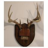 8 Point Taxidermy Deer Antler Rack