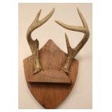 5 Point Taxidermy Deer Antler Rack