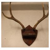 4 Point Taxidermy Deer Antler Rack
