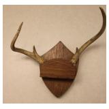 4 Point Taxidermy Deer Antler Rack