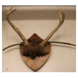 4 Point Taxidermy Deer Antler Rack w/ Arrow