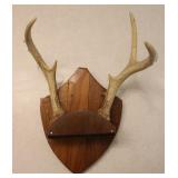 5 Point Taxidermy Deer Antler Rack