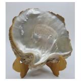 XL Nacre Seashell