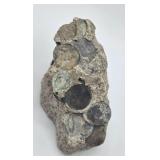 Dig Chip - Concrete Concretion w/ Coins