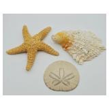 Natural Oyster Shell, Sand Dollar & Starfish
