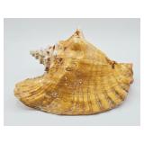 Natural Rooster Tail Conch Shell XL