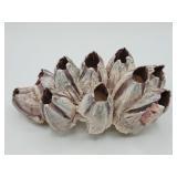 Natural Acorn Barnacle Cluster