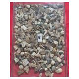 Polished Shell Chips & Tumbled Stone Fragments