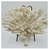 Natural Branching Skeleton Coral