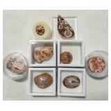 Gobi Stone Collection