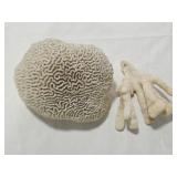 Merulinidae & Acroporidae Coral