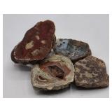 Premium Agatized Dino Bone