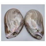 2pc Freshwater Mussell Shells