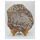 Petrified Wood Slab Slice from Australia