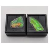 Canadian Ammolite