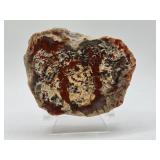 Fossilized Dinosaur Dung  - Washington