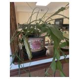 Orchid Cactus Plant w/ Flower Pot