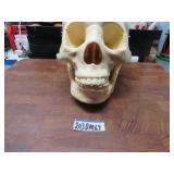 LOT DM 67 ANTONY HUMAN SKULL MODEL
