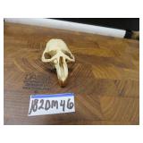 LOT DM46 XL MUSKRAT SKULL