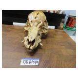 LOT DM 40 SKULL WILD BORE