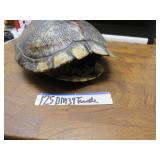 LOT DM 39  TURTLE SHELL YELLOW BELLEY