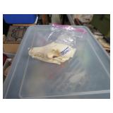 LOT DM 53  SKULL COYOTE